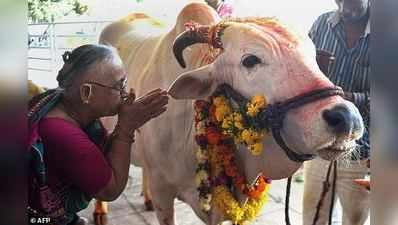 అక్కడ సామాన్యులకంటే గోవులే సెలబ్రిటీలు!