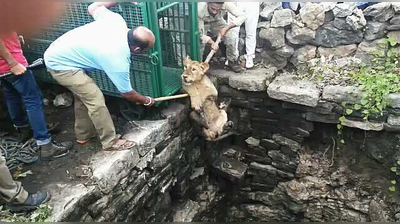 कुएं में गिरी शेरनी को 2 घंटे की मशक्कत के बाद बचाया गया