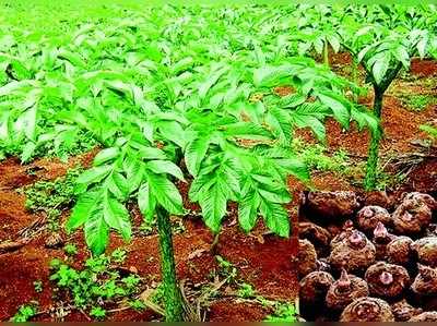 ಮಳೆಗಾಲದಲ್ಲಿ ಸುವರ್ಣಗೆಡ್ಡೆ ಬೆಳೆಯಿರಿ