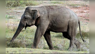 ಕೇರಳದ ಸಾಕಾನೆಗಳು ಕೊಡಗಿನ ಕಾಡಿಗೆ!