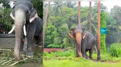 ഗുരുവായൂരപ്പൻ്റെ കോലമേറ്റി ഫൈബര്‍ കൊമ്പന്‍