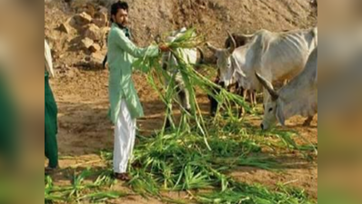 गोरक्षा के लिए 48 घंटे के अनशन पर बैठेगा यह मुस्लिम शख्स