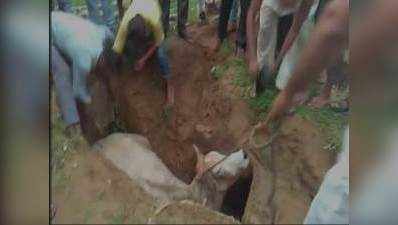 चरते-चरते कब्र में गिर गई गाय, मुस्लिमों ने बाहर निकाली