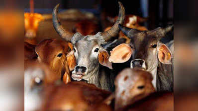 पशु बिक्री बैन पर केंद्र सरकार को झटका, SC ने रोक रखी जारी