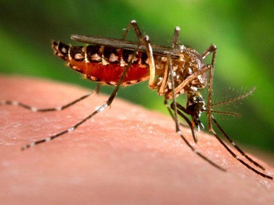 रोबॉटिक्स से मच्छर मारने की तैयारी में माइक्रोसॉफ्ट और गूगल