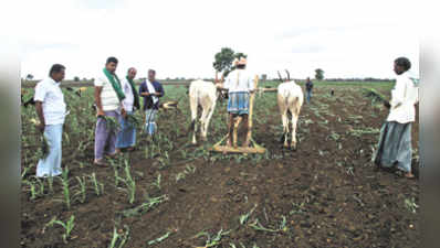 ಮೆಕ್ಕೆಜೋಳ ಬೆಳೆ ನಾಶ ಮಾಡಿದ ರೈತ