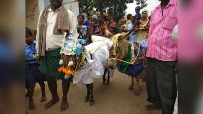 ಮಳೆಗಾಗಿ ಕತ್ತೆಗಳಿಗೆ ಮದುವೆ ಮಾಡಿಸಿದ‌ ಗ್ರಾಮಸ್ಥರು