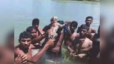 Watch: Tiger cub rescued by locals in flood affected area 