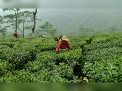 পাহাড়ে শান্তি ফেরাতে ভরসা চা-বাগান