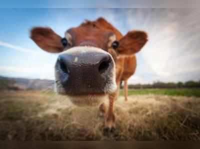 कर्नाटक: गाय की किडनी चुराकर भागे चोर