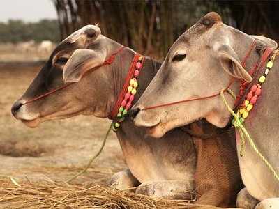 அடப்பாவிகளா? காசுக்காக பசுமாட்டின் கிட்னியை திருடிய கொடூரம்; பாவம் மாடு...!