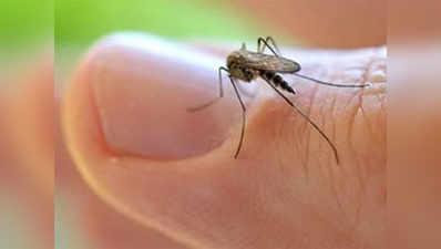 डेंगू के साथ जीका वायरस भी फैलाता है एडीज मच्छर