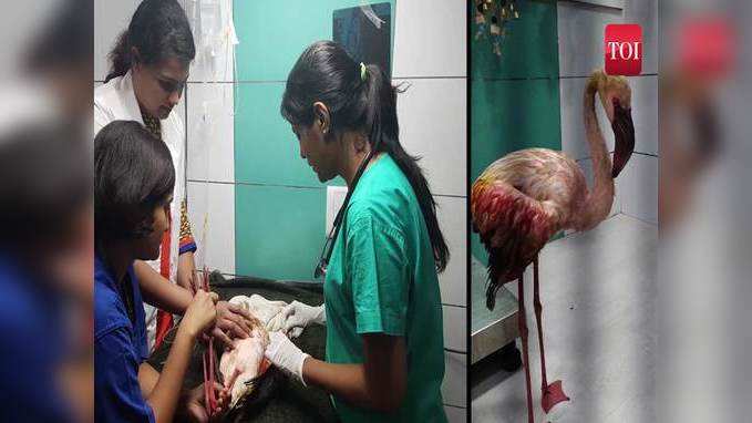 Injured flamingo rescued from Palghar, treated in Mumbai 