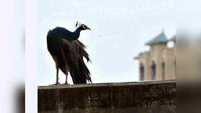 Mumbai: Locals urge forest department to rescue stranded peacock 
