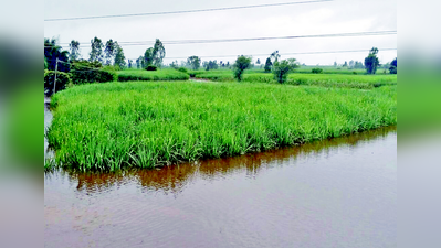 ಕೃಷ್ಣೆಗೆ 1.30 ಲಕ್ಷ ಕ್ಯೂಸೆಕ್‌ ನೀರು