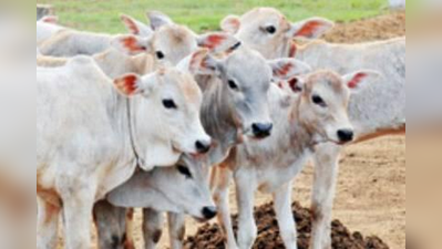 ಗೋವಿನಿಂದ ಏಡ್ಸ್‌ ನಿಯಂತ್ರಣ ಲಸಿಕೆ?