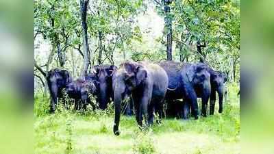 ದಸರೆಗೆ ಮೂರು ಹೊಸ ಆನೆಗಳು