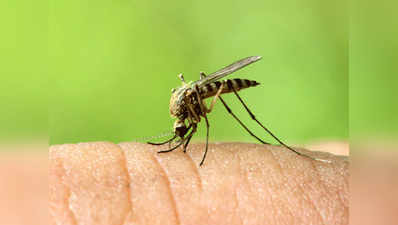 तेजी से बढ़ रहा है डेंगू, एक हफ्ते में 21 मरीज आए सामने