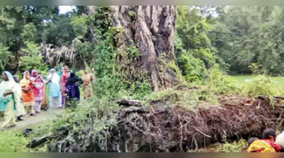 ‘উঠে দাঁড়িয়েছে’ ঝড়ে ভেঙে পড়া তেঁতুল গাছ