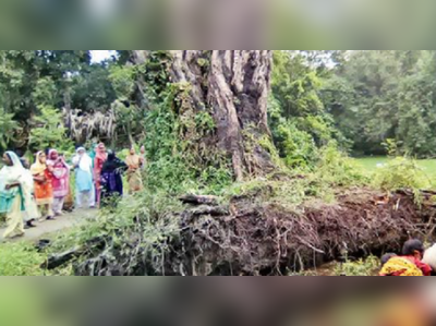 ‘উঠে দাঁড়িয়েছে’ ঝড়ে ভেঙে পড়া তেঁতুল গাছ