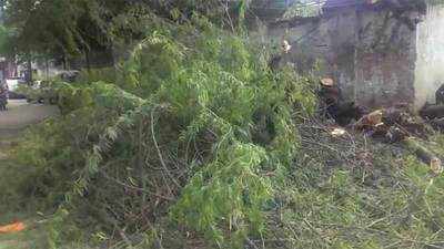 Delhi: Tree falls down due to rain, blocks road 