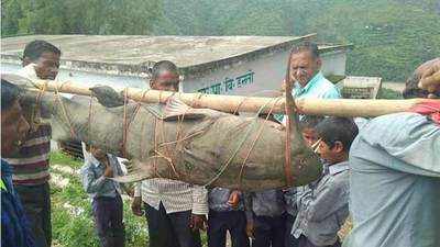 Uttarakhand villagers hunt 125-kg endangered fish, 5 arrested 