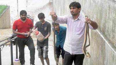 Ahmedabad: Snakes rescued from riverfront as Sabarmati river swells 