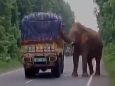 आलू खाने थे तो हाथी ने ट्रक रुकवा लिया