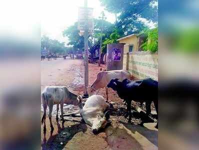 ಸಾವಿನ ಅರಿವಿಲ್ಲದೇ ಮೇಯಲು ಕರೆದ ಗೋವು