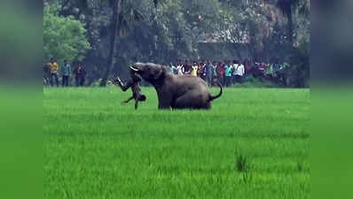 हाथी और बाघ के हमले में रोजाना मरता है एक इंसान: रिपोर्ट