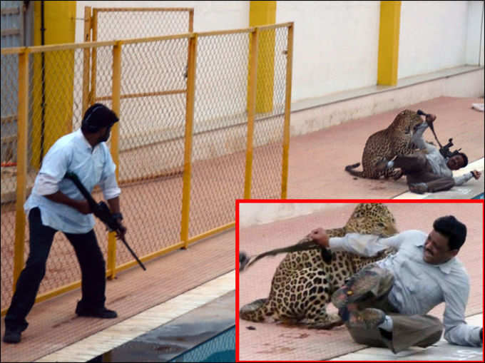 पिछले साल बेंगलुरु में वन्य जीव वैज्ञानिक संजय गुब्बी पर तेंदुए का हमला (AFP)