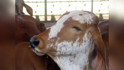पौड़ी: गाय के बछड़े से कुकर्म, इलाके में तनाव