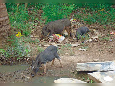 ಕ್ವಾರ್ಟರ್ಸ್‌ ಸುತ್ತ ತ್ಯಾಜ್ಯ, ದುರ್ನಾತ