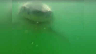 पानी के अंदर रखा कैमरा खा गई वाइट शार्क