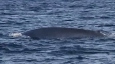 Watch: Blue whale amazes tourists on safari tour 