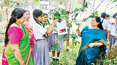 రక్షాబంధన్... చెట్లకు రాఖీలు!