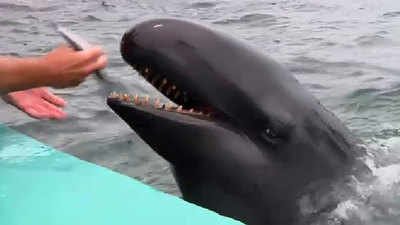 Marine mammal Kina highlights captivity dilemma 