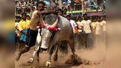 மஞ்சு விரட்டு: காளை முட்டி ஒருவர் பலி!!