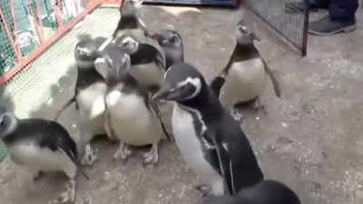 Argentina: 9 penguins rescued, rehabilitated back to sea 