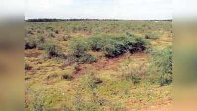 ಹೂಳು, ಗಿಡಗಂಟಿ ತುಂಬಿದ ದೊಡ್ಡಕೆರೆ