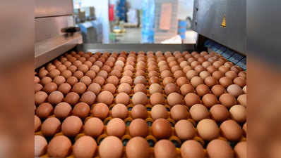यूरोप के दूषित अंडों का स्कैंडल एशिया पहुंचा, हॉन्ग कॉन्ग भी भेजे गए जानलेवा अंडे