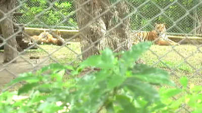 Kanpur zoo takes special measures to care for tiger cubs 