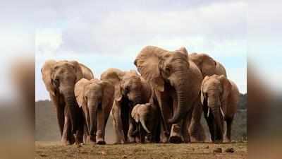 காடுகள் செழிக்க யானைகள் வாழ வேண்டும்; இன்று உலக யானைகள் தினம்...!