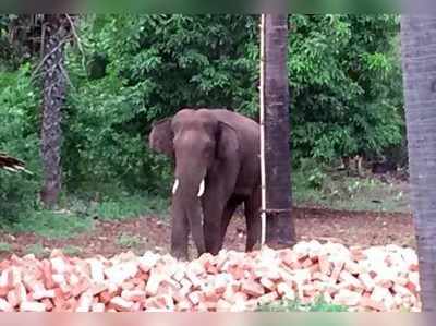 உலக யானைகள் தினத்தில்,யானைக்கு மரண தண்டனை உத்தரவு!