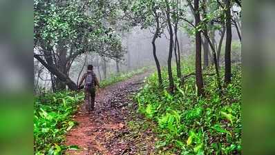 तेन्दू पत्ता मजदूरों को मिला करीब 308 करोड़ रुपये का पारिश्रमिक