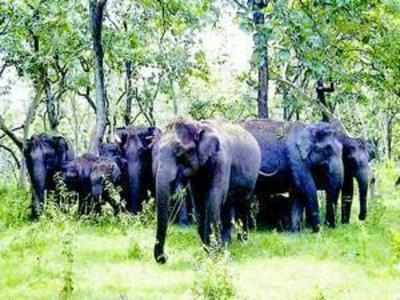 5 ವರ್ಷಗಳಲ್ಲಿ ಆನೆ ಸಂತತಿ 3 ಸಾವಿರ ಇಳಿಕೆ