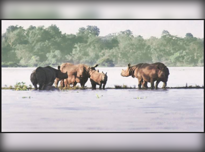 ভারী বৃষ্টিতে কাজিরাঙ্গার ৮৫% জলের তলায়!