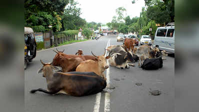 सड़क पर दिखी गाय तो मालिक पर होगा गैर-इरादतन हत्या का केस