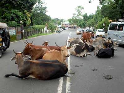सड़क पर दिखी गाय तो मालिक पर होगा गैर-इरादतन हत्या का केस
