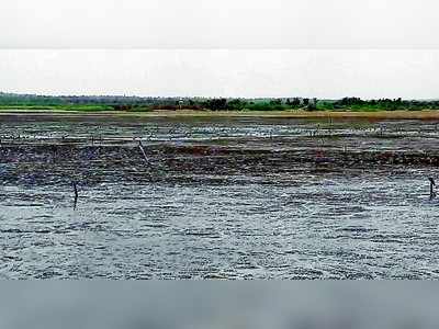 ಬೋನಾಳ್‌ ಪಕ್ಷಿಧಾಮಕ್ಕೆ ಜಲಕಂಟಕ